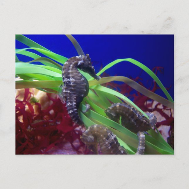 Seahorse Postcard (Front)