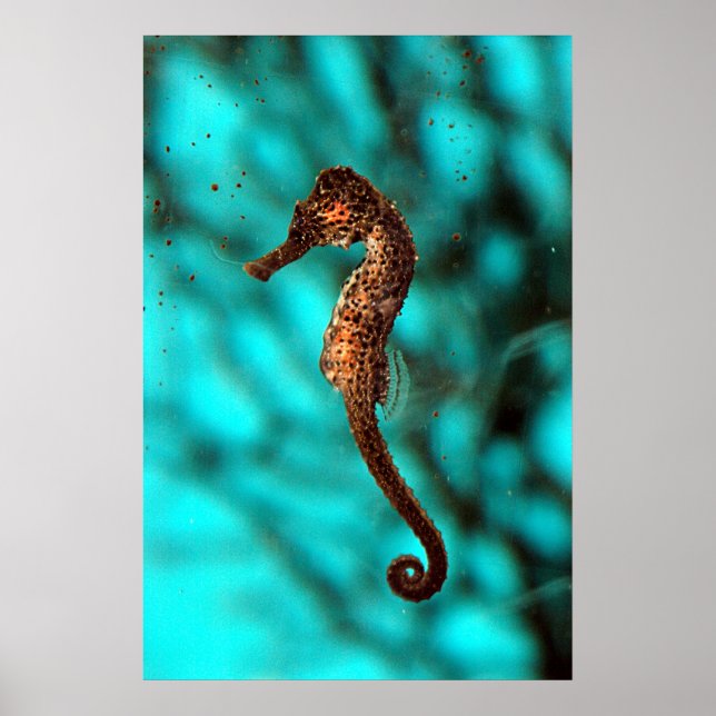 Seahorse Poster (Front)