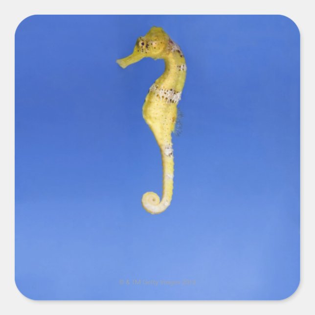 Seahorse Square Sticker (Front)