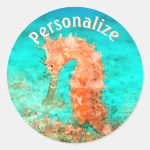 Seahorse tropical carribean turquoise orange  classic round sticker