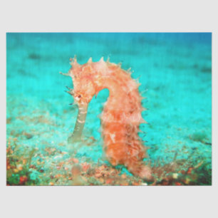 Seahorse tropical carribean turquoise orange tissue paper