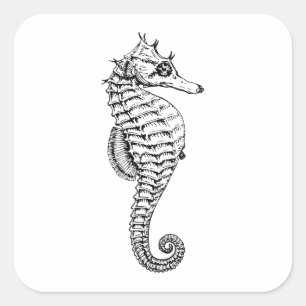 Seahorse , vintage sea animal illustration square sticker