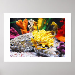 Seahorses Poster