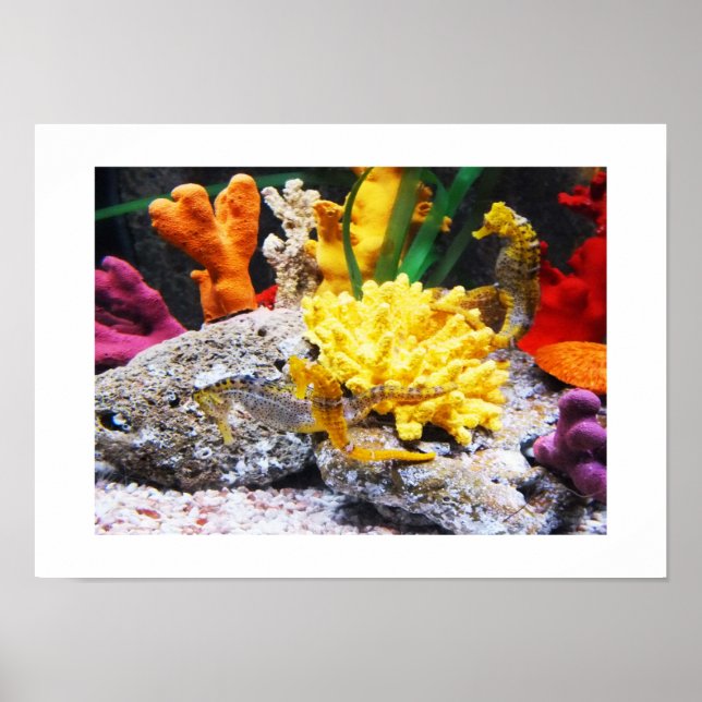 Seahorses Poster (Front)