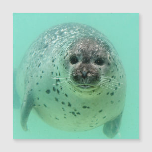 Seal20151105