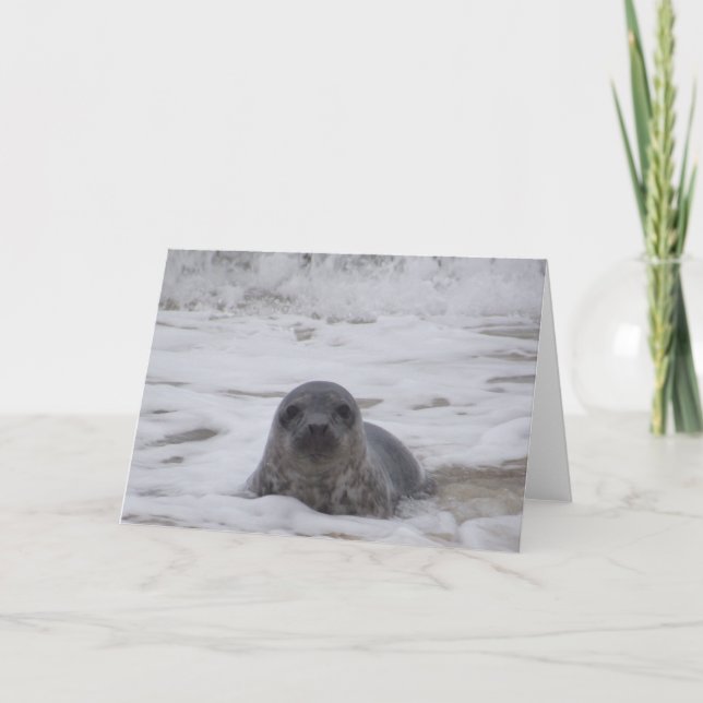 Seal - Animal Color Photo Print Greeting Card (Front)