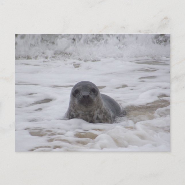 Seal - Animal Colour Photo Print Postcard (Front)