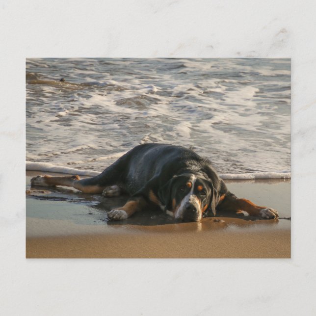 Seal dog postcard (Front)