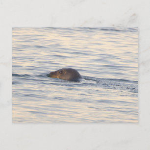 Seal in Ocean Photo Postcard