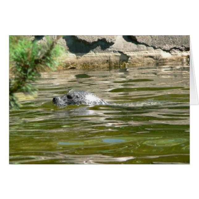 Seal In Water (Front Horizontal)