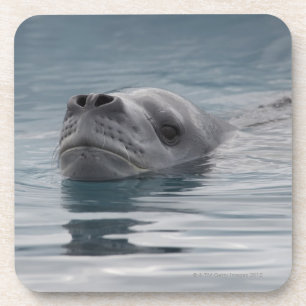 seal leopard which swims coaster