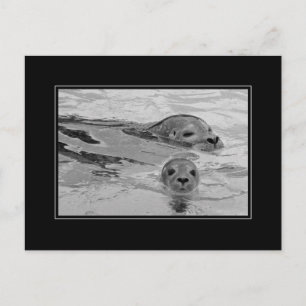 Seal mother and her baby seal postcard
