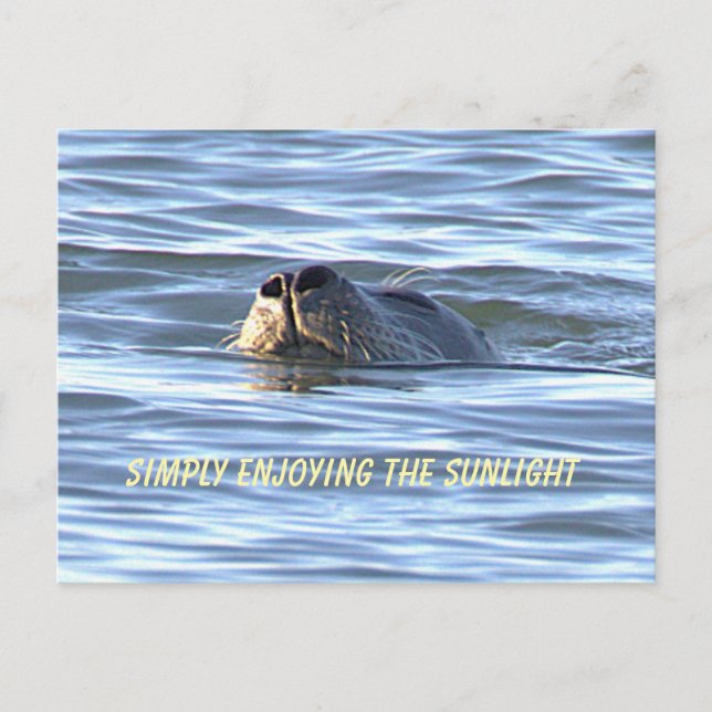 Seal Photo Postcard (Front)