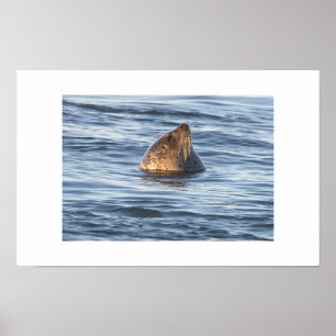 Seal Photo Poster