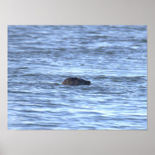 Seal Photo Poster