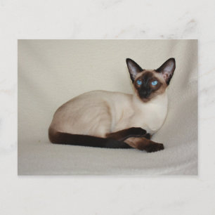 Seal Point Siamese Cat Jazell Postcard