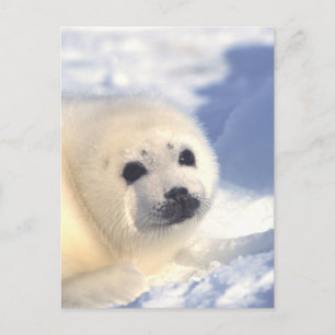 Seal Pup Face Postcard
