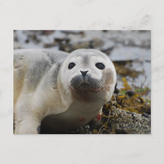 Seal Pup Postcard