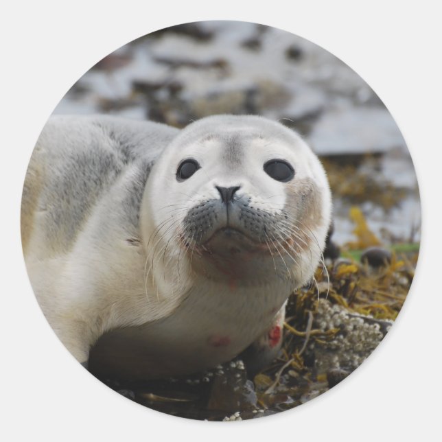 Seal Pup Stickers (Front)