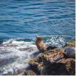 Seal Rock at La Jolla Beach in San Diego Standing Photo Sculpture<br><div class="desc">Seals and sea lions resting at Seal Rock in the Pacific Ocean at La Jolla,  San Diego California on a beautiful,  sunny summer day</div>