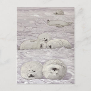 Seal Season Winter Postcard