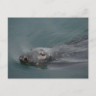 Seal, Stornoway Harbour, Outer Hebrides Postcard