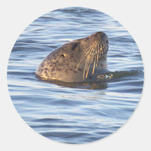 Seal Swimming in Ocean Stickers