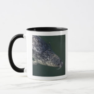 Seal swimming under the water 2 mug