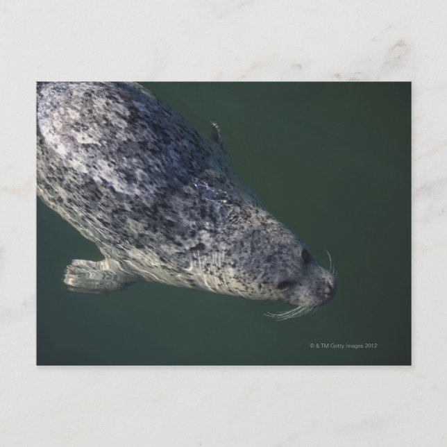 Seal swimming under the water 2 postcard (Front)