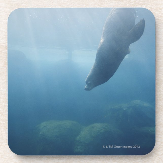 Seal swimming under the water coaster (Front)