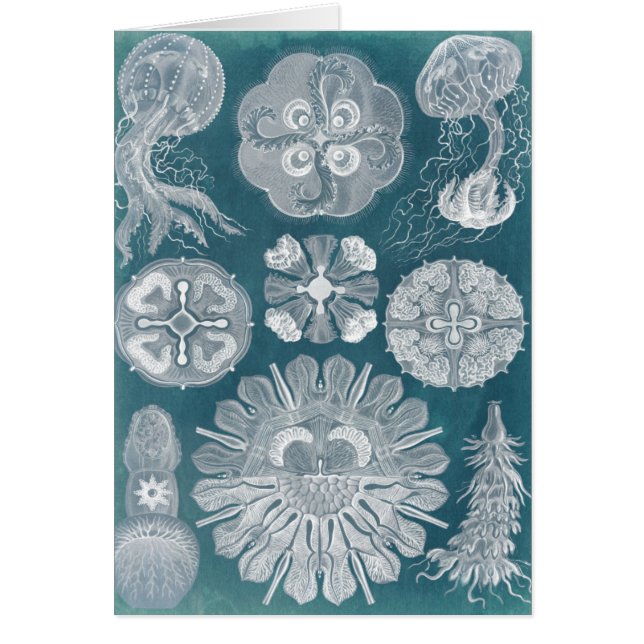 Sealife Blueprint IV (Front)