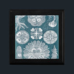 Sealife Blueprint IV Gift Box<br><div class="desc">Marine Life</div>