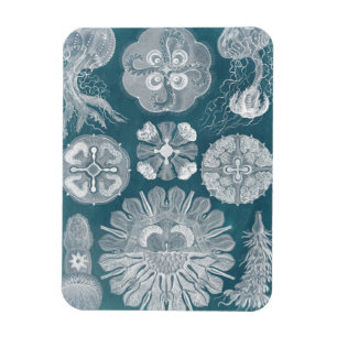 Sealife Blueprint IV Magnet