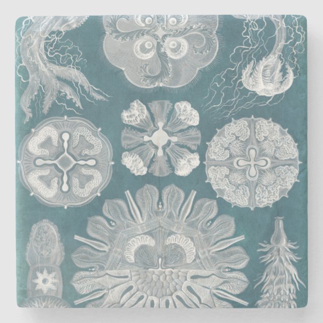 Sealife Blueprint IV Stone Coaster (Front)