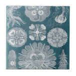 Sealife Blueprint IV Tile<br><div class="desc">Marine Life</div>
