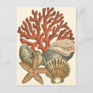 Sealife Collection Postcard