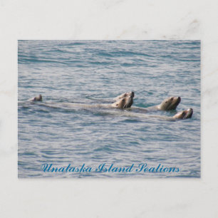 Sealion Family, Unalaska Island Postcard