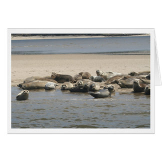 Seals