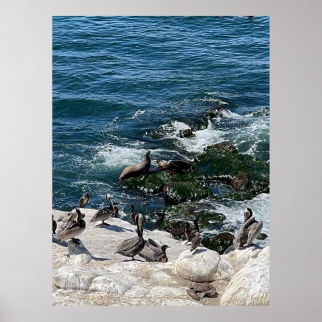 Seals and Birds Poster (Front)