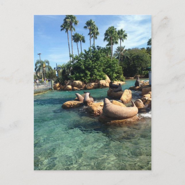 Seals and Sea Lions Postcard (Front)