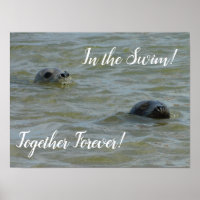 Seals In the Swim