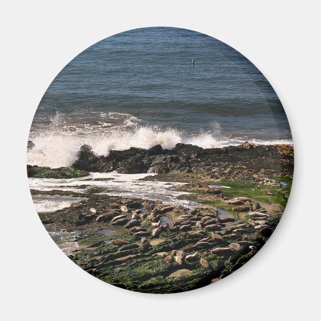 Seals Magnet (Front)