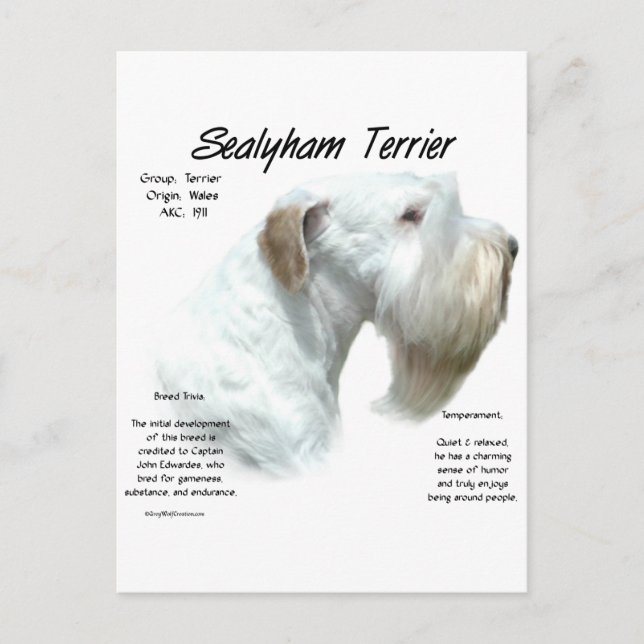 Sealyham Terrier History Design Postcard (Front)