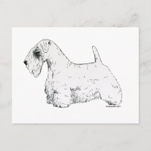 Sealyham Terrier Postcard
