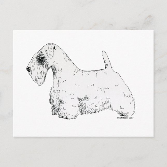 Sealyham Terrier Postcard (Front)