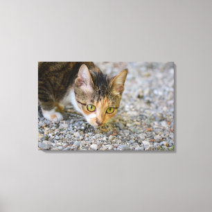 search canvas print