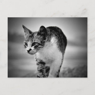 searching cat postcard