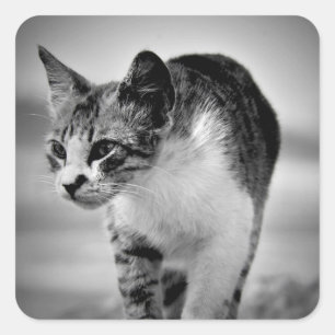searching cat stickers