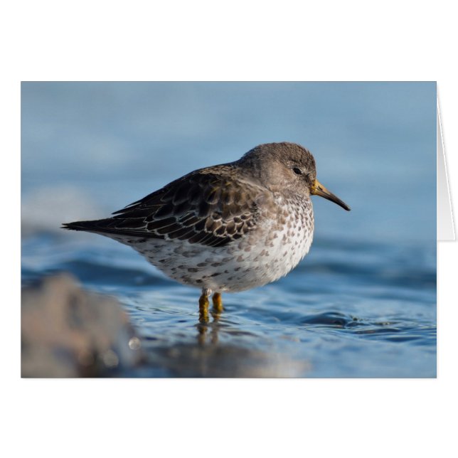 Searching Rock Sandpiper (Front Horizontal)