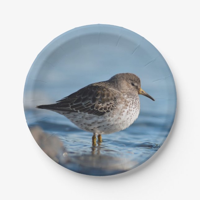 Searching Rock Sandpiper Paper Plate (Front)